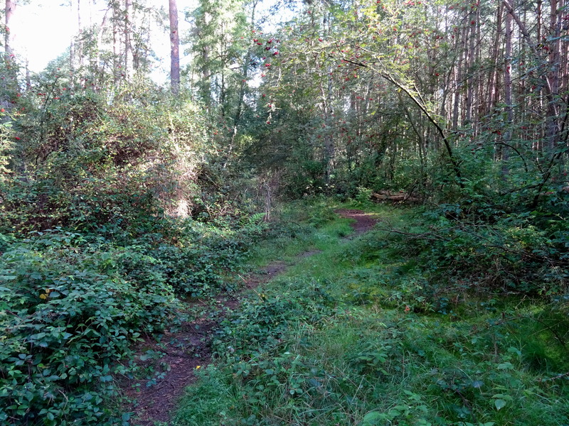 Palingerheide3.jpg