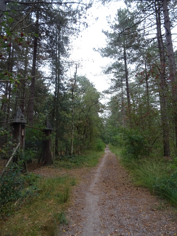 Nederheide15.jpg