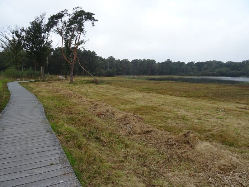 Nederheide3.jpg