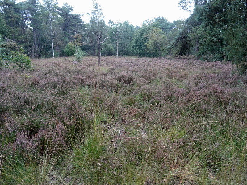 Nederheide5.jpg