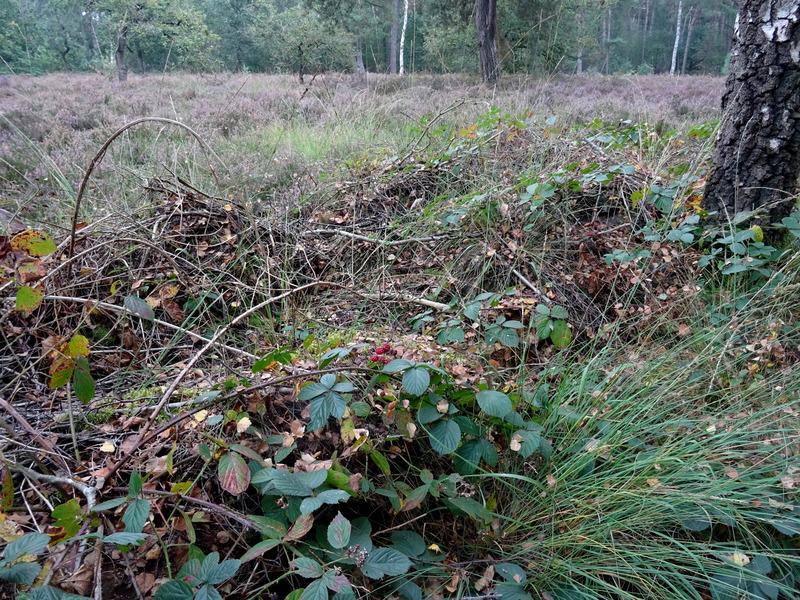 Nederheide6.jpg