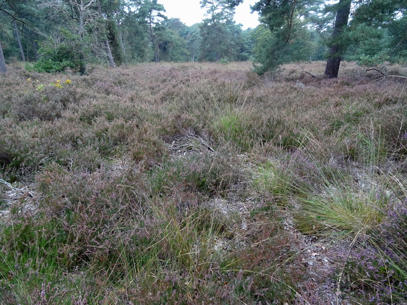 Nederheide7.jpg