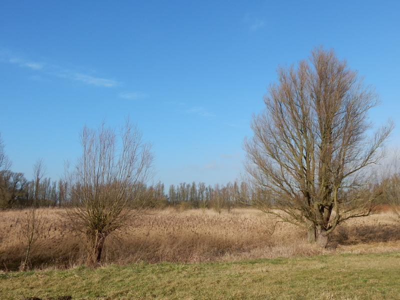 Biesbosch