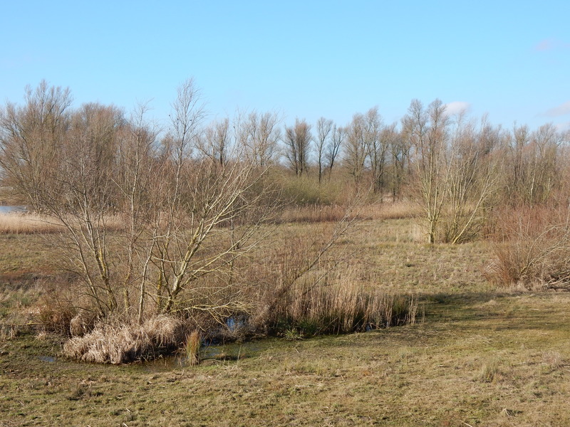 Biesbosch10.jpg