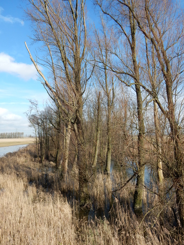 Biesbosch12.jpg
