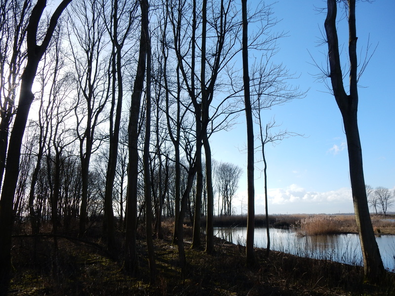 Biesbosch14.jpg