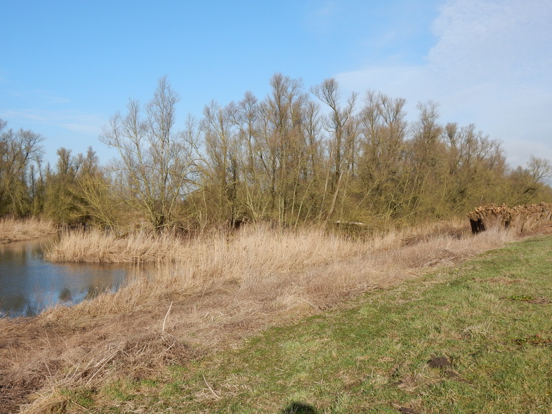 Biesbosch2.jpg