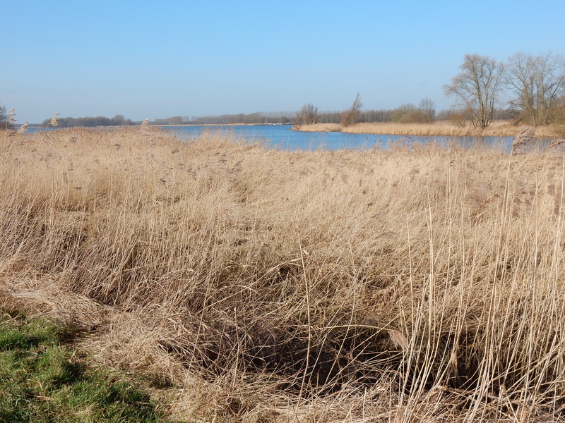 Biesbosch4.jpg