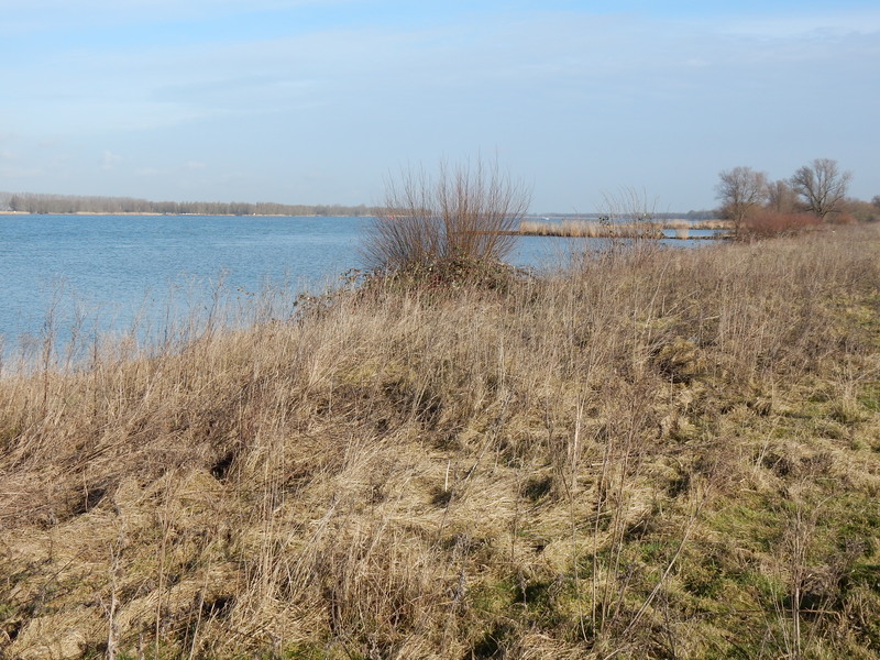 Biesbosch6.jpg