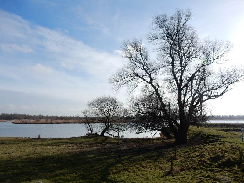 Biesbosch7.jpg