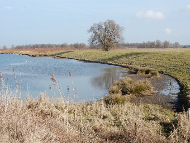 Biesbosch8.jpg