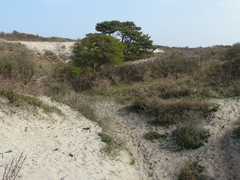 Renesse2