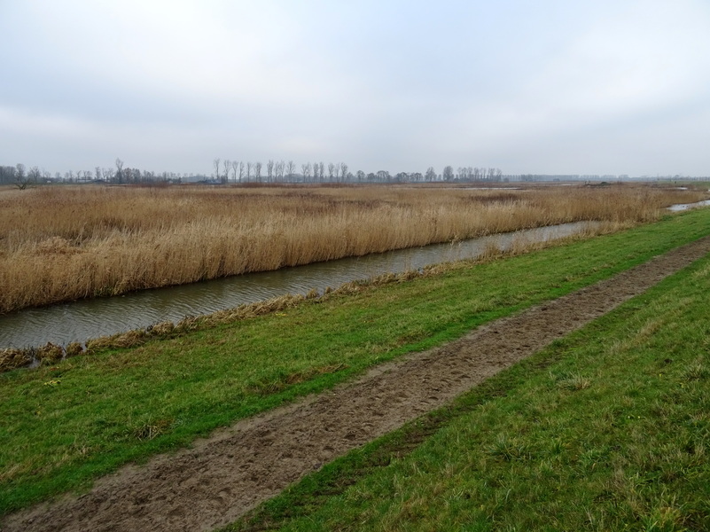 Nieuwe_Biesbosch