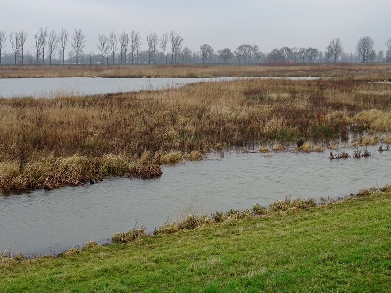 Nieuwe_Biesbosch3.jpg
